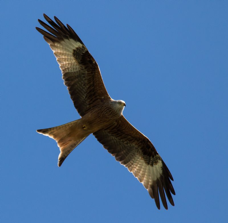 Nibbio bruno (Milvus migrans) ?  Pi� probabile Nibbio reale (Milvus milvus)